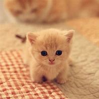 Image result for Baby Kittens and Bunnies