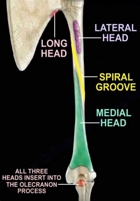 Radial Groove Of Humerus Humerus Prohealthsys
