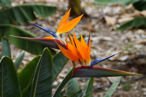 Bird of Paradise Flowers: Planting, Growing, and Caring for Bird of ...