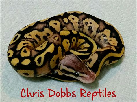 Image result for Fire Pastel Ball Python
