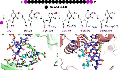 Publications | The Morpholino Group