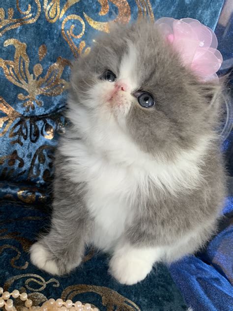 Persian Cat Breeders Websites - KittySites.Com