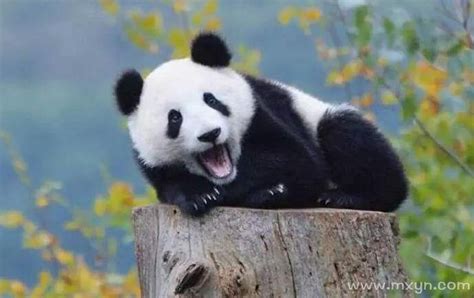 梦见大熊猫是什么意思预兆 - 原版周公解梦大全
