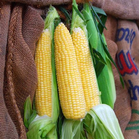 Buy Sweet Corn Yellow F1 Hybrid Seeds – High Yield, Sweet Flavor ...