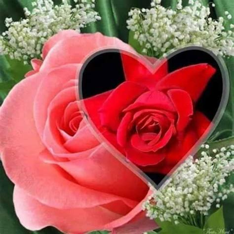 SDA Lesson Study 的图像结果