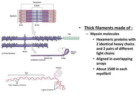 Image result for Skeletal Muscle Functional Unit