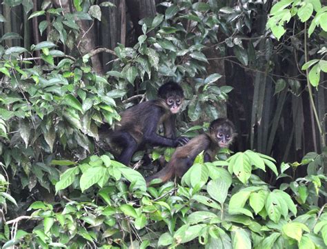 Baby Spider Monkeys, Caño Negro, Costa Rica - Style Hi Club