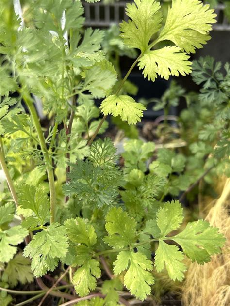 Cilantro/Coriander seed - Wild Horse Gardens, LLC