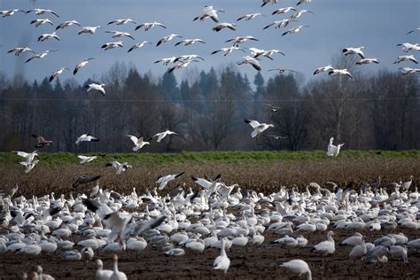 Snow Goose Migration in Washington 2024 - Rove.me