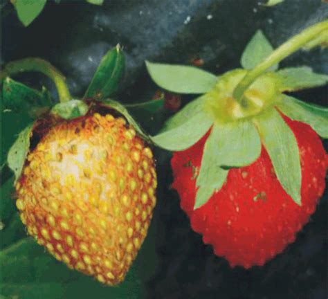 「含图集」草莓缺素症的辨认方法