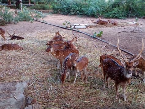 Find Top Zoos to Visit in Madhya Pradesh