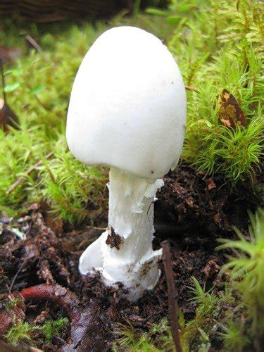 Мухомор вонючий (Amanita virosa) фото и описание