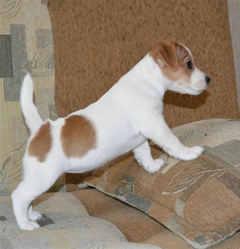 Image result for Mini Stumpy Jack Russell