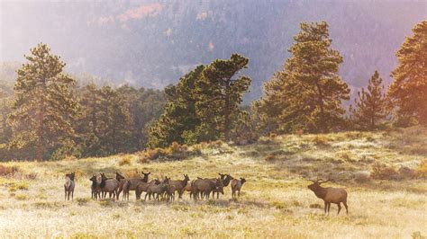 Your Quick Guide to Rocky Mountain National Park Wildlife - Getaway Couple