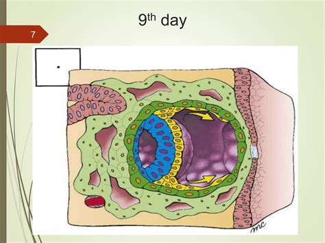 Image result for 2nd Week of Development