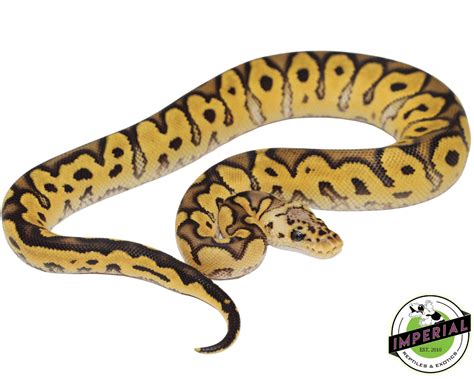 Image result for Ball Python for Sale