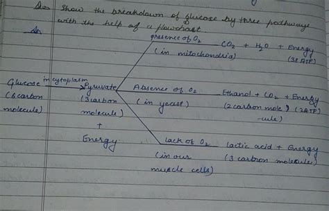 describe by flowchart breakdown of glucose by various pathways - Brainly.in