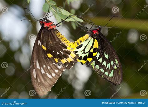Reproduction: Mating Butterflies Stock Image - Image of insect, plant ...