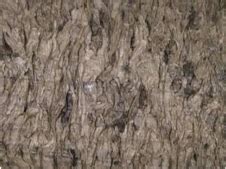 Behavior of Beech Sawdust during Densification into a Solid Biofuel