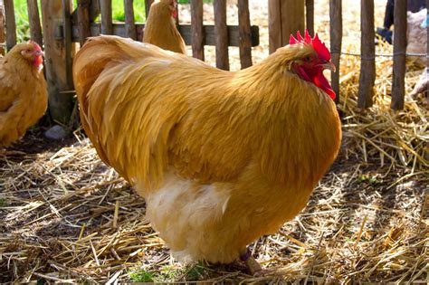Cochin Bantam Chicken: Breed Profile, Facts & Pictures