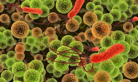 Pseudomonas aeruginosa Infection linked with Antibody-Mediated ...