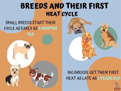 What To Expect Dog Heat Cycle at George Tarenorerer blog