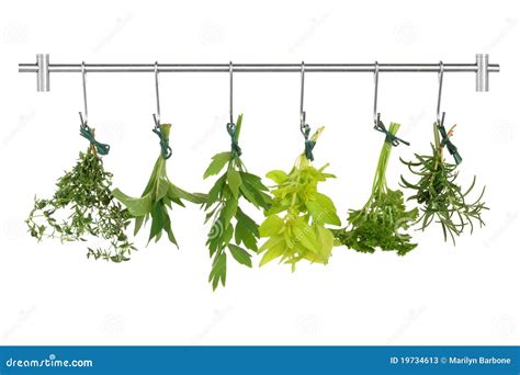 Herb Leaves Drying stock image. Image of parsley, hooks - 19734613