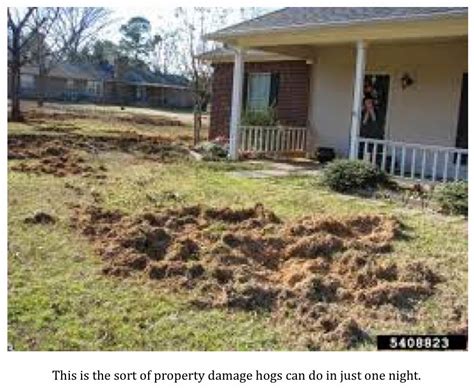 Image result for Exploding Hog