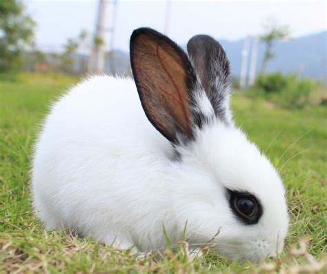 动物科普：小白兔红眼睛的原因 | 说明书网