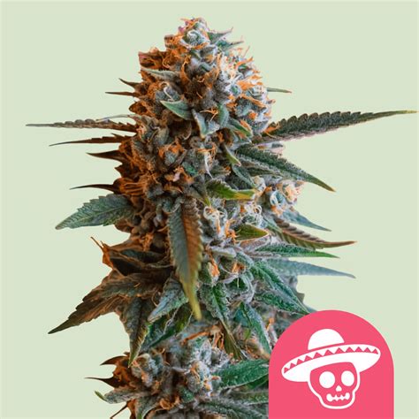 Mexican Rush de Royal Queen Seeds: Semillas Sativa con Genética Mexicana