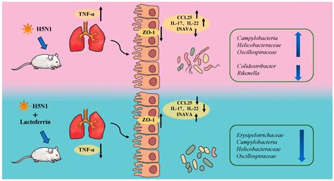 Lactoferrin Alleviates Inflammation and Regulates Gut Microbiota ...