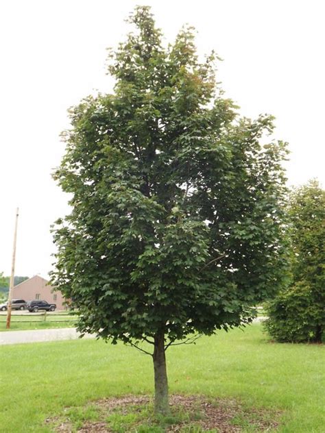 Acer platanoides 'Pond' Emerald Lustre® - Emerald Lustre® Norway maple ...