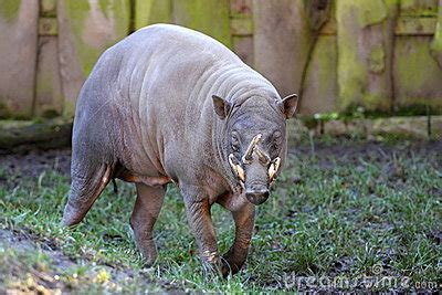 (약간혐오주의) 기괴한 동물들 - 미스터리/공포 - 에펨코리아