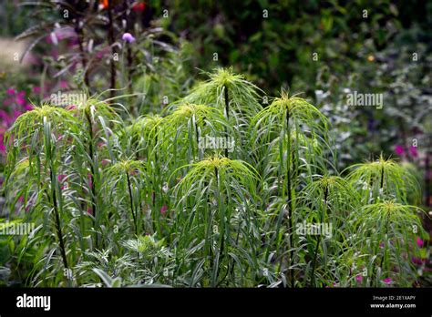 Helianthus salicifolius,willow-leaved sunflower,green leaves,green ...