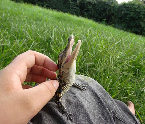 Wussten wir's doch: Tiere haben mit Abstand das süßeste Lächeln von ...