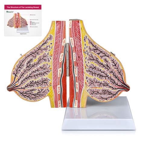 Lactating Breast Model, Human Anatomy Breast Section Australia | Ubuy
