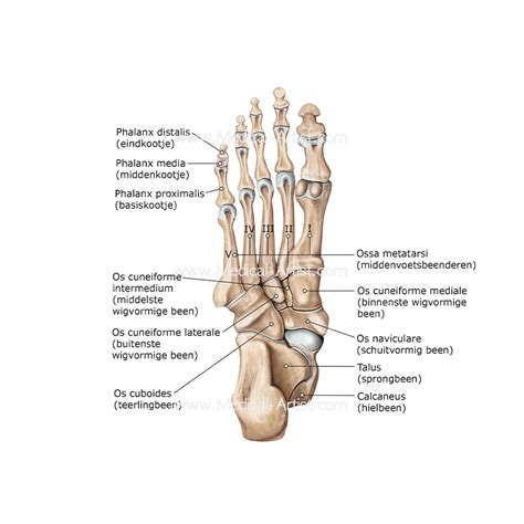 Bones of the Foot Illustrations & Foot Anatomy Illustrations