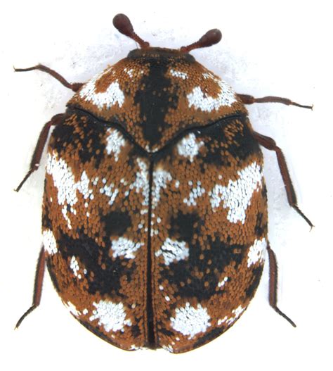 Anthrenus flavipes (LeConte,1854) | CICRP