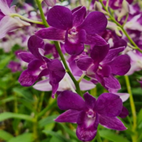 Dendrobium Orchid Plant Dendrobium Mana Blue - Seedling