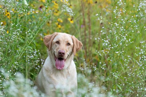 Everything You Ever Wanted to Know About Labrador Retriever Colors | Outdoor Life
