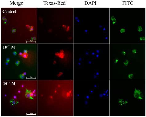 The Influence of Bee Venom Melittin on the Functioning of the Immune ...