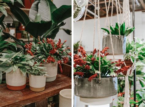 How To Gift (And Grow) a Christmas Cacti – Art Terrarium