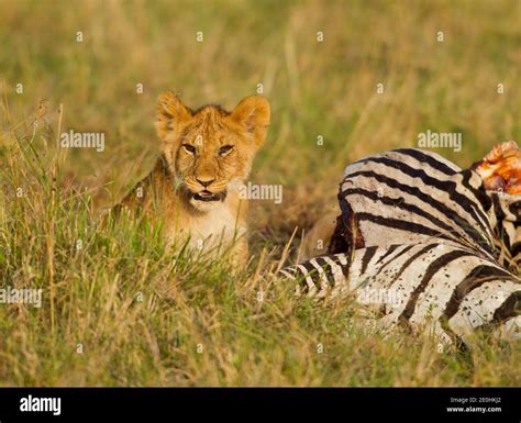Lion Eating Zebra Clipart