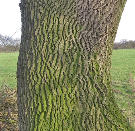 Ash Tree Identification Guide 的图像结果