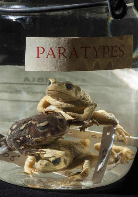 Golden Toad - Extinction