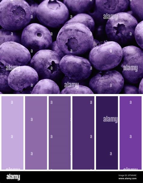Color palette appropriate to photo of tasty fresh ripe blueberries as ...