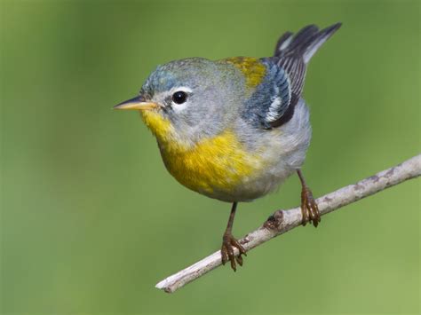 26 Backyard Birds To Know | Arkansas