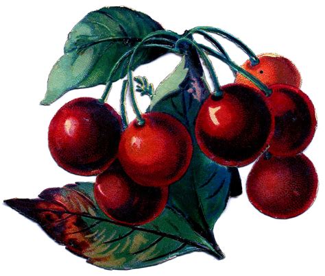 cherry clip art vintage - Clip Art Library