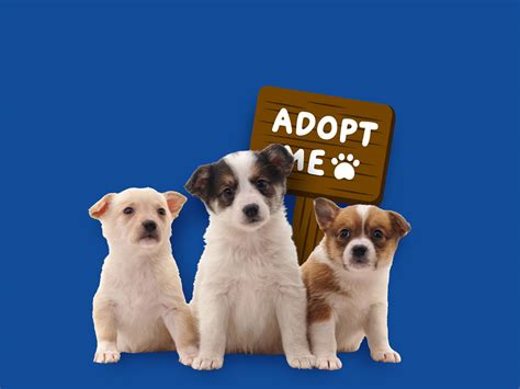 Give A Dog A Home - fact Magazine