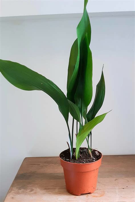 Aspidistra elatior - small and green